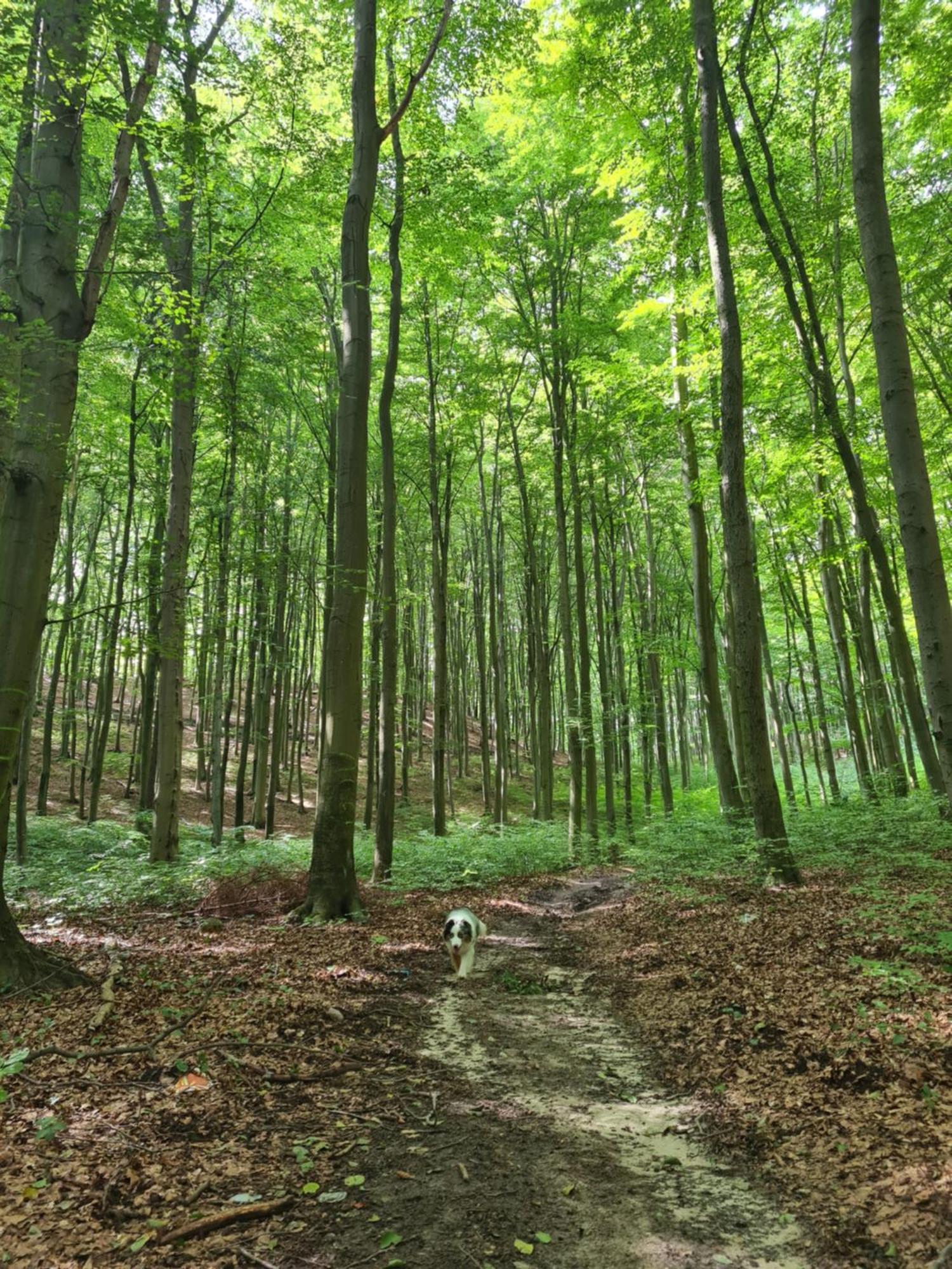 Wigwam Dom Z Basenem Na Kaszubach